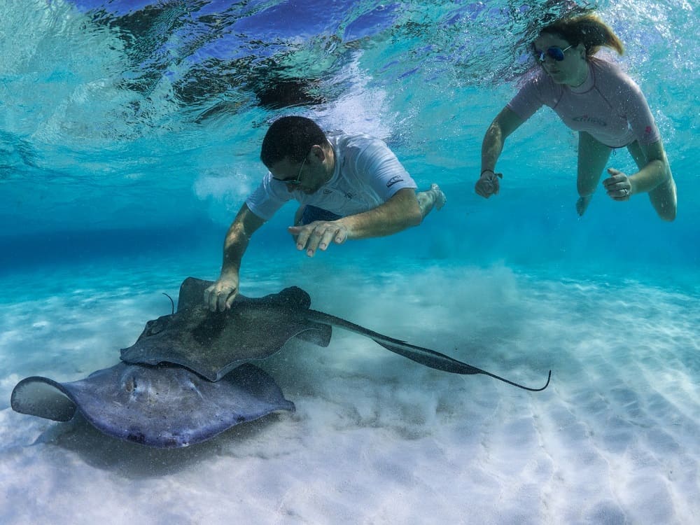 Stingray City Cayman Islands