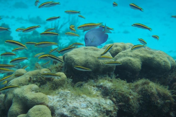 Stingray City