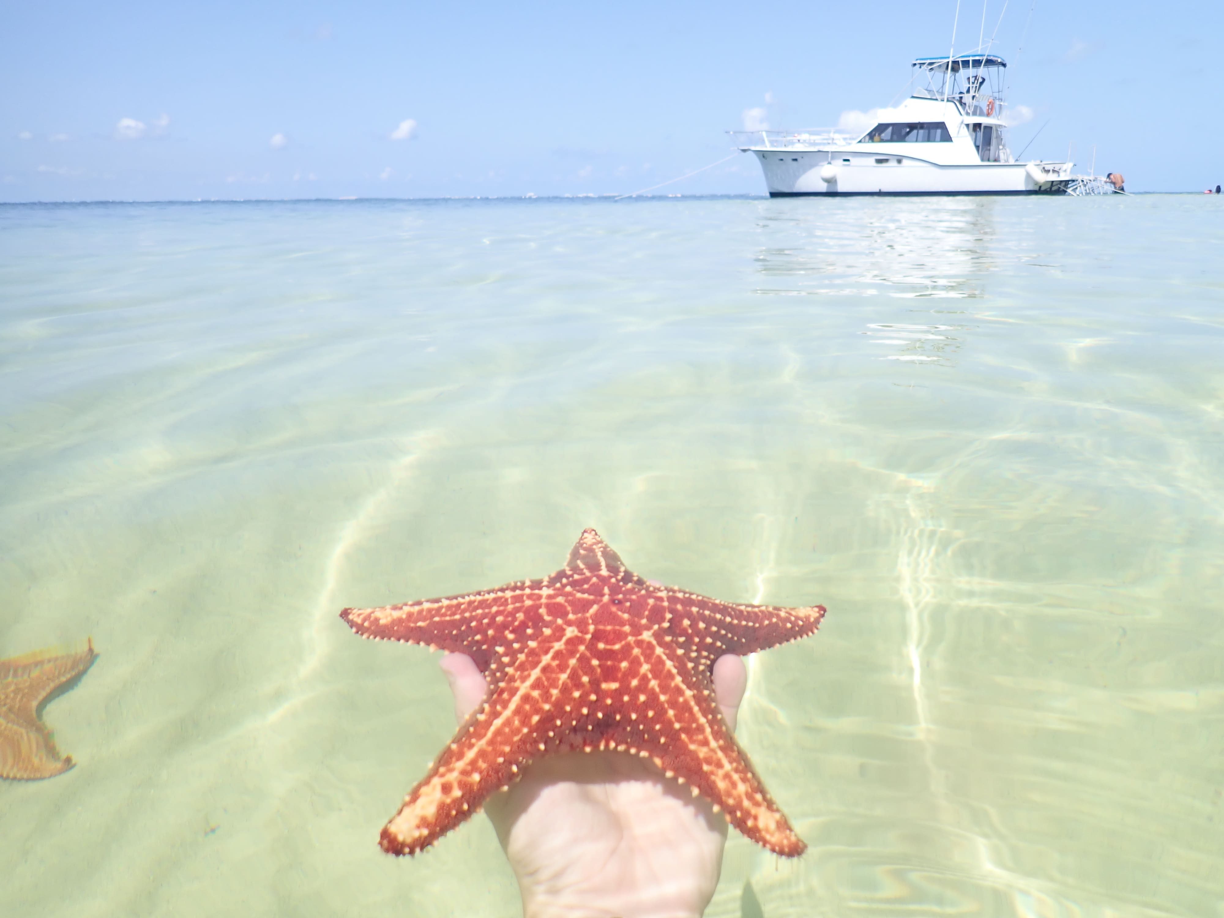 grand cayman starfish tour