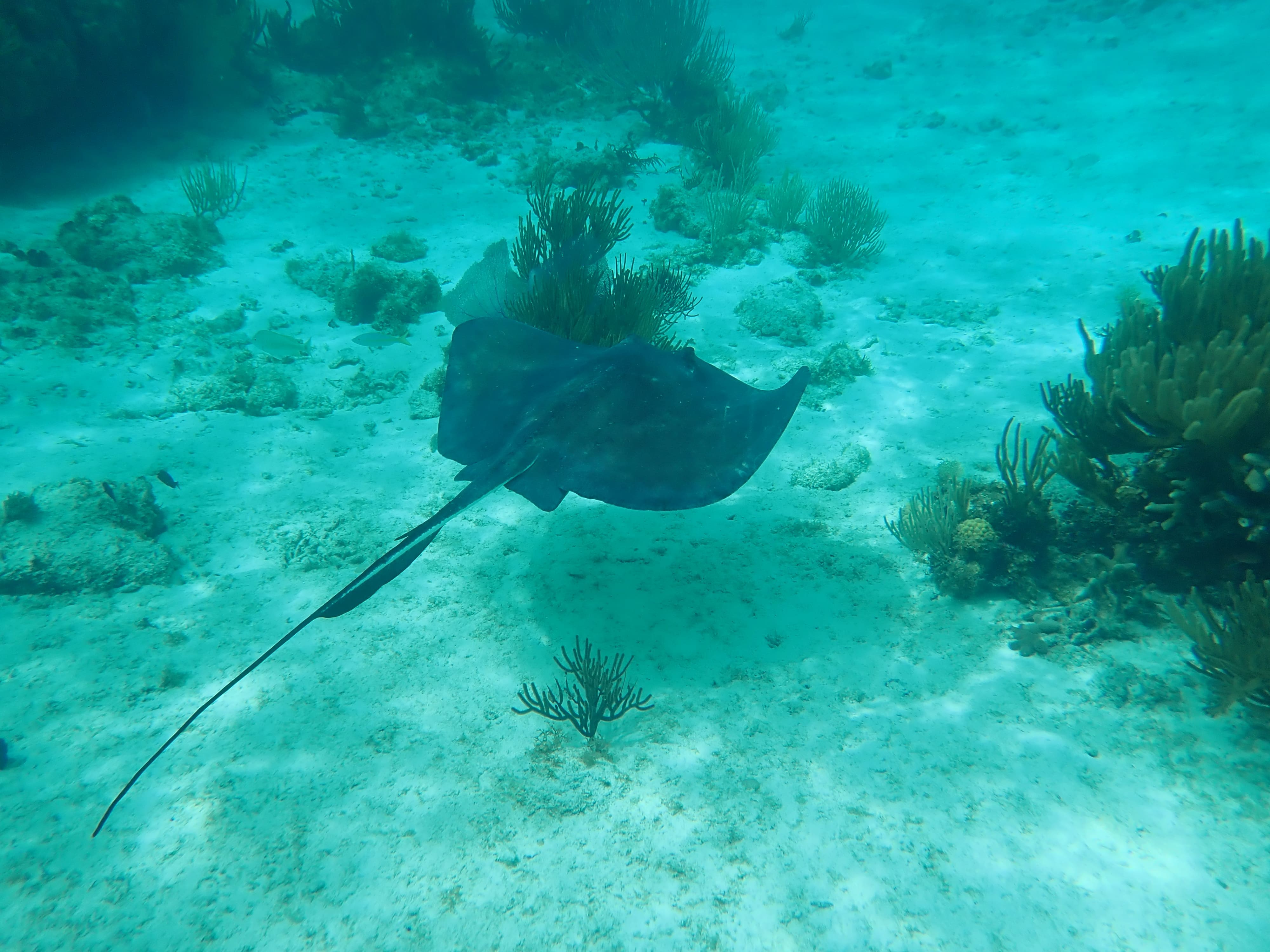 Stingray City & Turtle Centre