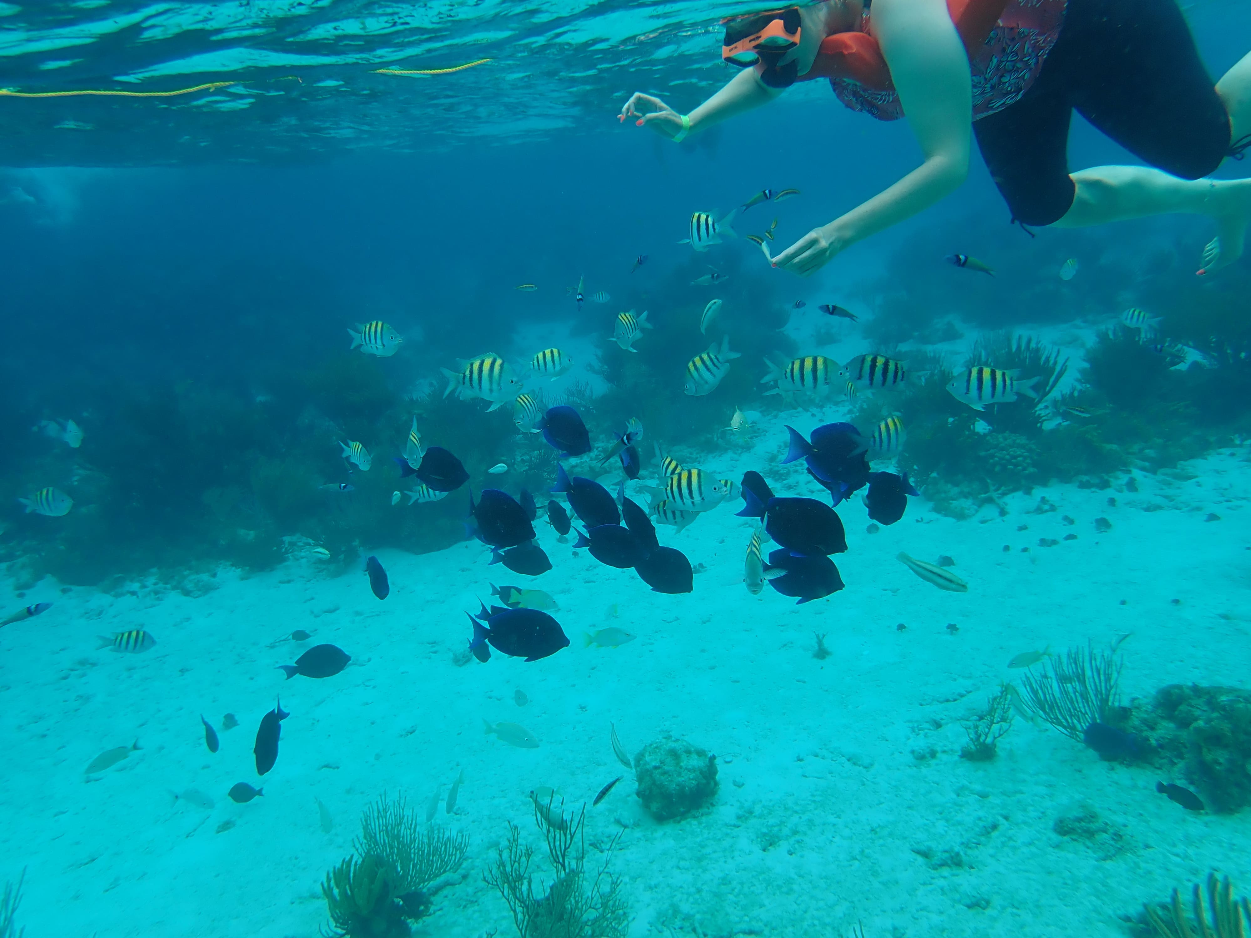 snorkeling