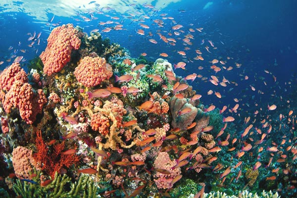 Stingray City & Barrier Reef Snorkel