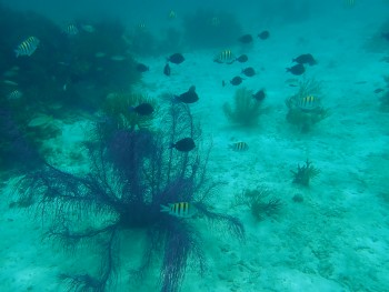 snorkeling