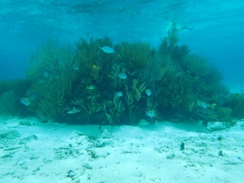 snorkeling