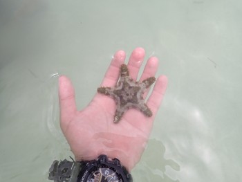 little starfish