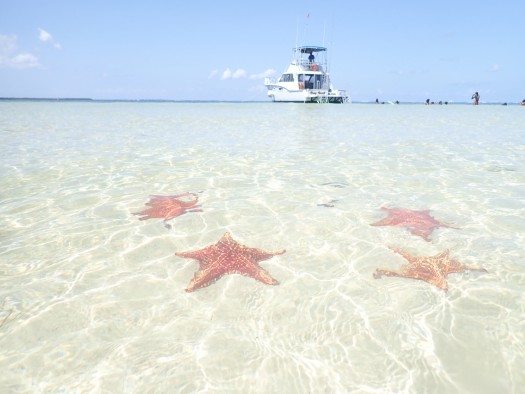 Starfish, Stingray City & Reef Snorkel (3 stops)