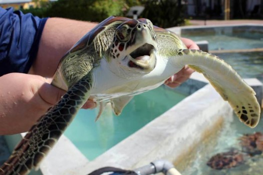 Stingray City, Coral Reef, Starfish Point & Turtle Centre Lagoon Tour