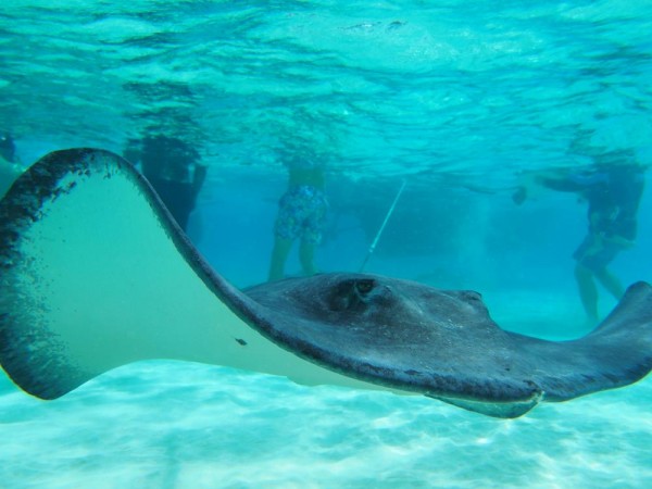 Stingray City, Reef Snorkel, Starfish Point & 7 Mile Beach Adventure Tour