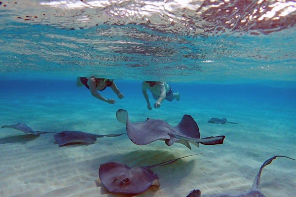 Stingray City, Reef Snorkel, Starfish Point & Turtle Safari Encounter Tour