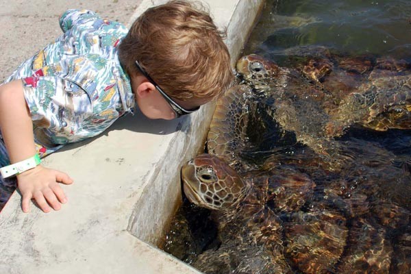 Stingray City, Reef Snorkel, Starfish Point & Turtle Safari Encounter Tour