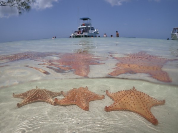 Starfish Point, Stingray City & Snorkeling Tour